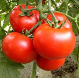朔州西红柿苗大红品种