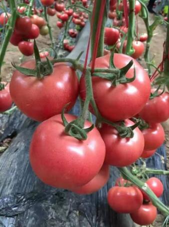 露天西红柿苗品种